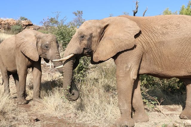 Africa's gentle giants